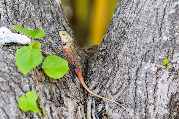 Lagarto selvagem Lagarto de jardim oriental que vive nas ilhas das Maldivas Ráptico