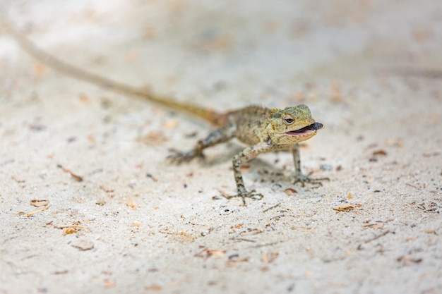 Lagarto selvagem nas ilhas Maldivas. Areia macia, lagarto tropical caçando insetos. Vida selvagem, répteis