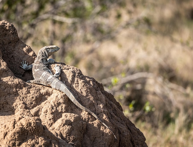 Lagarto sentado em um monte