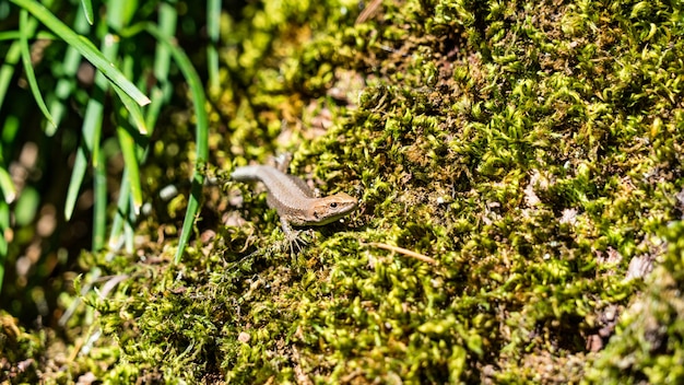 Lagarto sentado em uma árvore musgosa, Arboretum em Sukhum, Abkhazia.