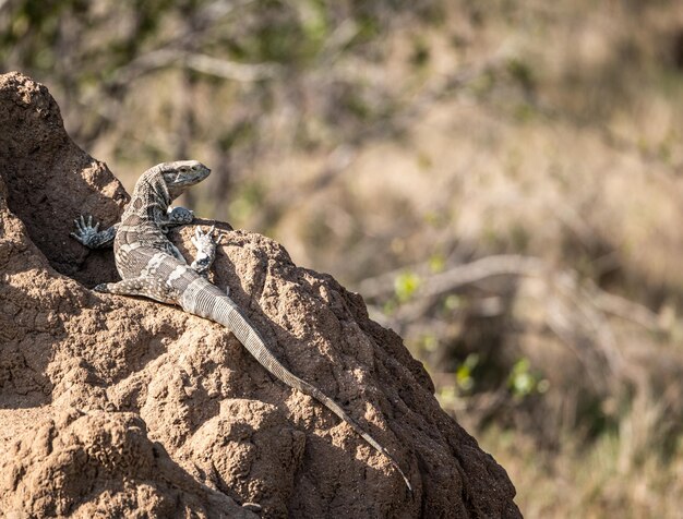 Lagarto sentado en un montículo