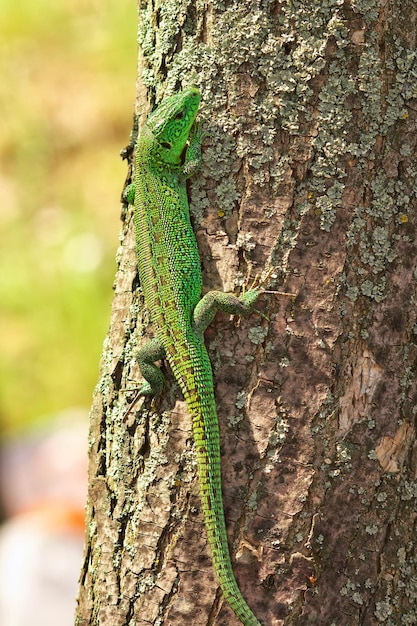 Foto lagarto sentado na árvore