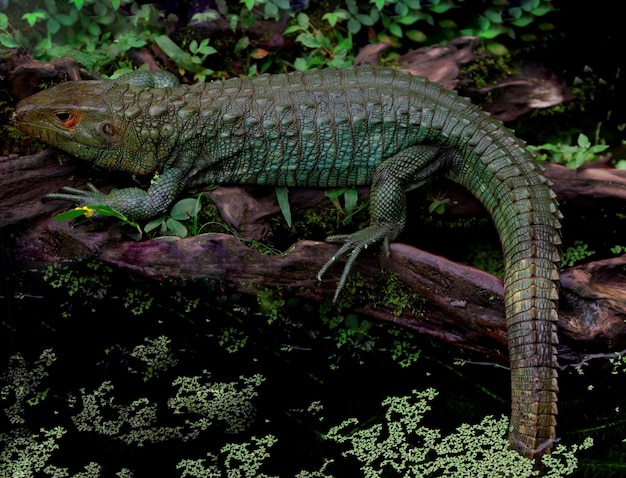 Lagarto sentado nas raízes de uma árvore