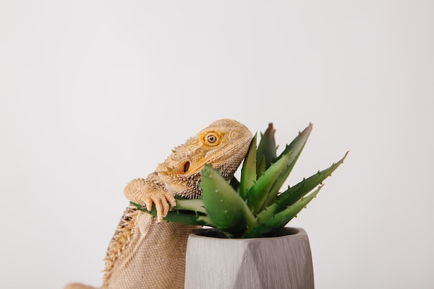 Un lagarto se sienta en una olla de aloe vera