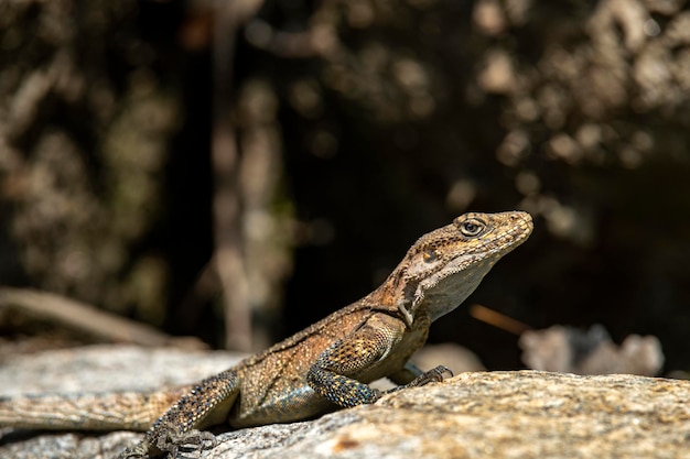 Un lagarto se sienta en una roca en el desierto.