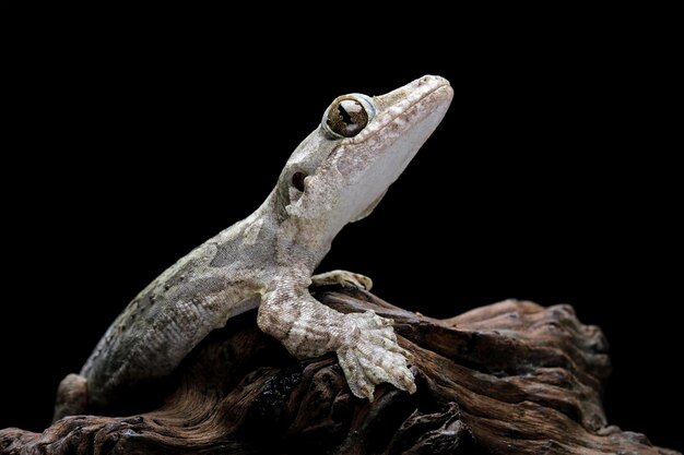 Foto un lagarto se sienta en un tronco con un fondo negro.