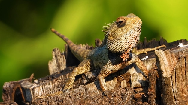 Un lagarto se sienta en un tronco en la jungla.