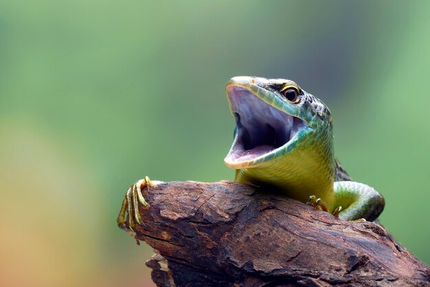 Lagarto skink verde em uma folha morta