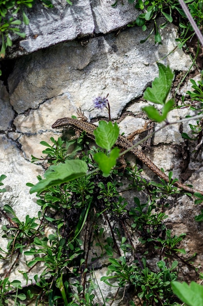 Foto un lagarto sobre una roca que se calienta con el sol.