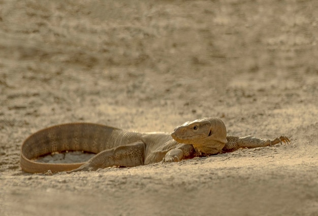 Un lagarto en el suelo con un agujero en el medio.