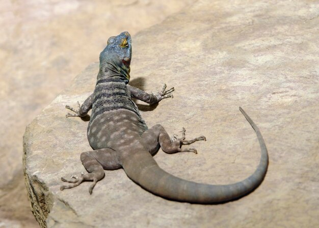 Lagarto en la superficie de la piedra