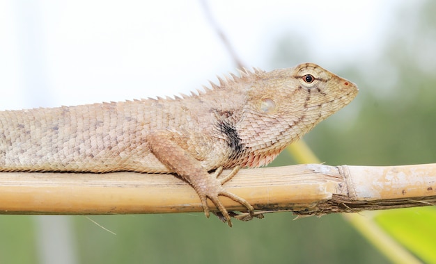 Lagarto tailandés colgar en la rama