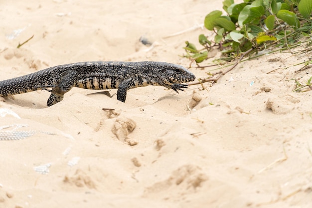 Lagarto TeiÃº sozinho na areia da praia na cidade do Rio de Janeiro, Brasil. Tupinambis pertencentes à família Teiidae. Geralmente chamado de tegus. Encontrado principalmente na América do Sul.