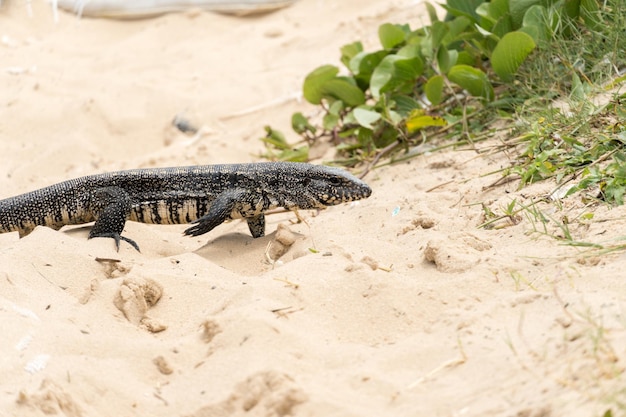 Lagarto TeiÃº sozinho na areia da praia na cidade do Rio de Janeiro, Brasil. Tupinambis pertencentes à família Teiidae. Geralmente chamado de tegus. Encontrado principalmente na América do Sul.