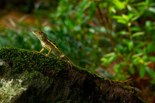 Un lagarto tendido sobre la roca y descansando.