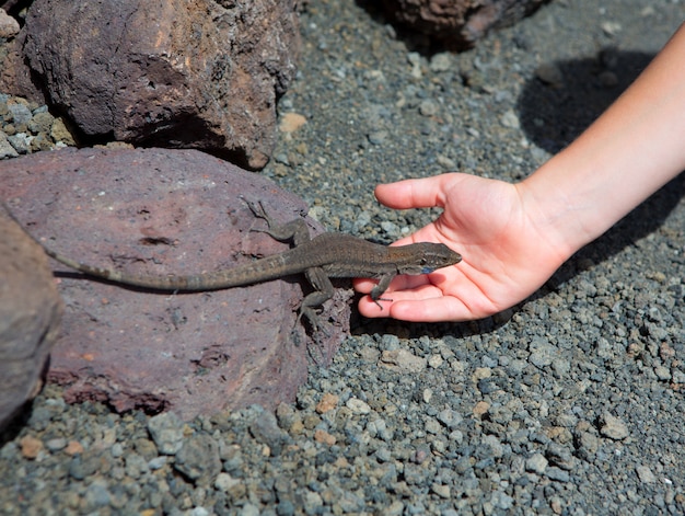 Foto lagarto típico de la palma tizon gallotia galloti palmae