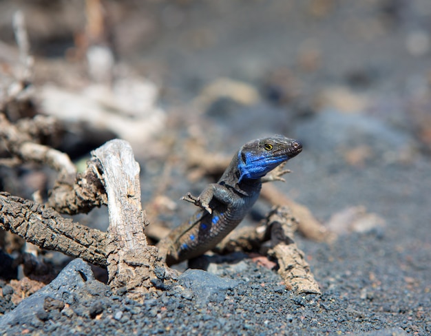 Lagarto típico de La Palma Tizon Gallotia galloti palmae