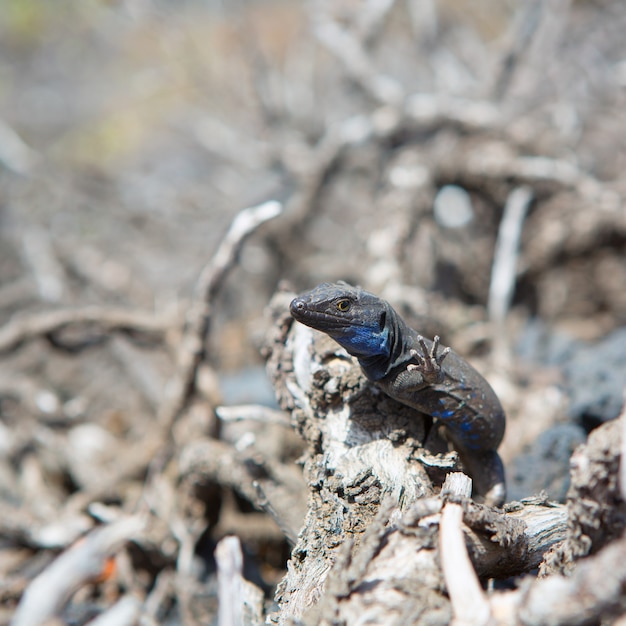 Lagarto típico de la palma Tizon Gallotia galloti palmae