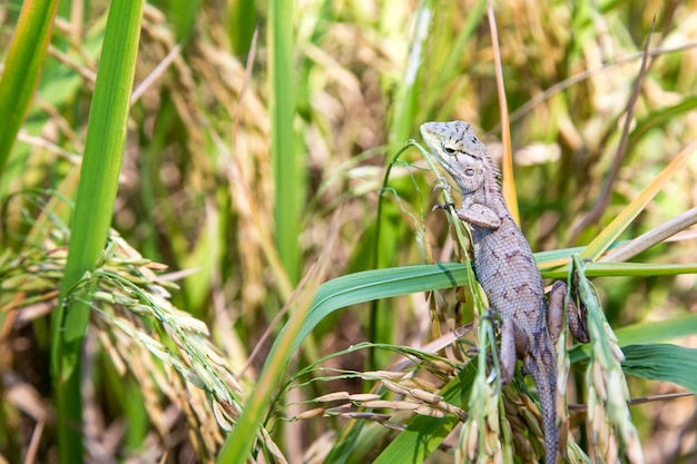 Foto lagarto de tiro escondido en el campo de arroz