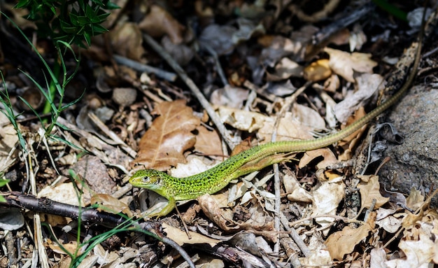Un lagarto todavía verde que se calienta con los rayos del sol