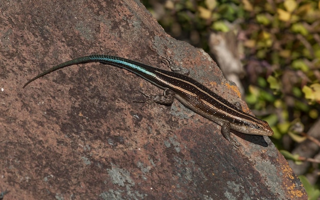 El lagarto toma el sol en el Parque Nacional Kruger, Sudáfrica