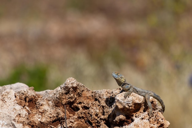 Un lagarto tomando el sol sobre las piedras.