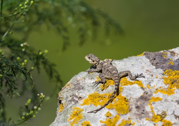 Lagarto tomando el sol