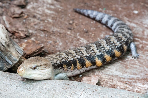 El lagarto trepador avanza