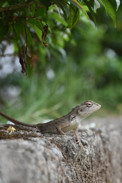 Un lagarto en el tronco de un árbol con hojas verdes en el fondo