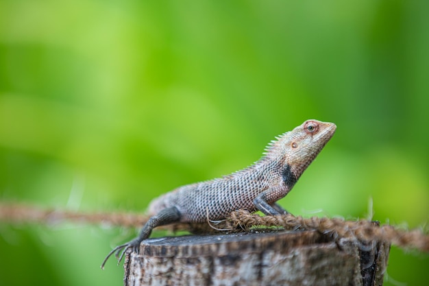 Lagarto tropical en rama en la naturaleza. Gecko indio con la cola doblada en el tronco del árbol