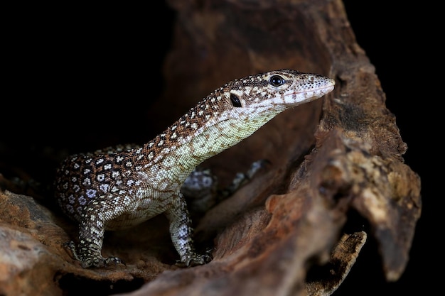 Lagarto Varanus Nebulosus escalada en madera