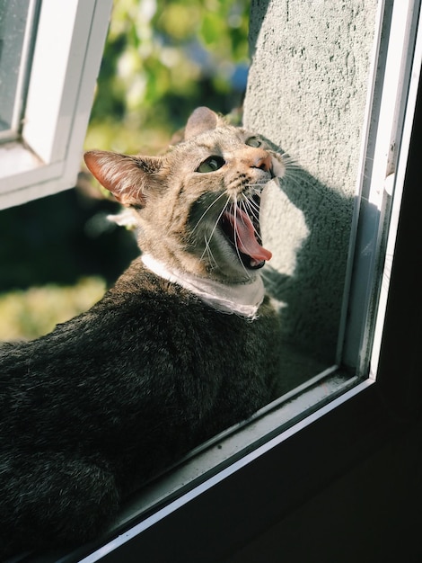 Lagarto en una ventana