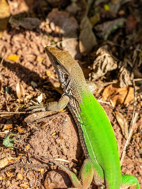 Lagarto verde (Ameiva ameiva) tomando banho de sol ..