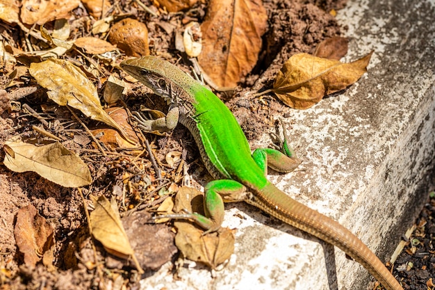 Lagarto verde (Ameiva ameiva) tomando el sol.