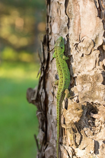 Lagarto verde en un árbol de cerca