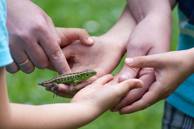 Lagarto verde areia na mão humana sem cauda