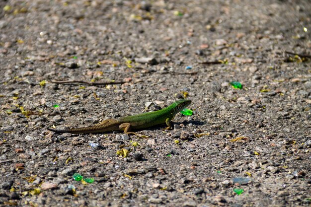 Lagarto verde en la carretera de asfalto gris