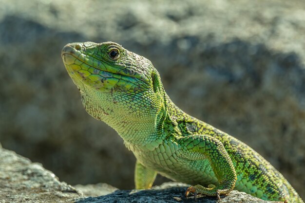 lagarto verde en la cima de la roca durante el día