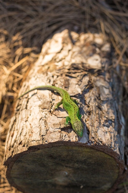 Lagarto verde em uma árvore de perto