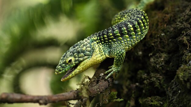 Lagarto verde em uma árvore na floresta