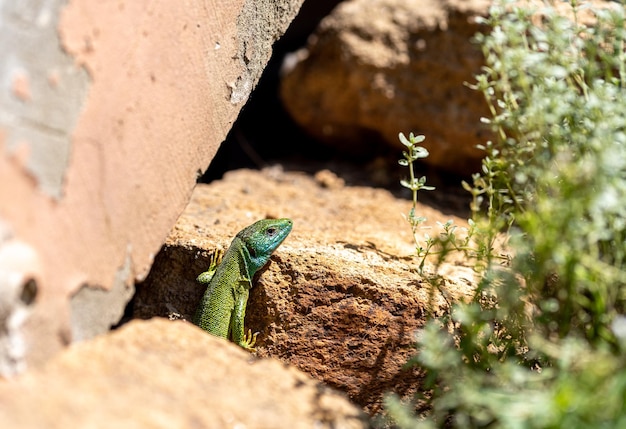 Lagarto Verde Europeo Lacerta viridis gran lagarto verde y azul