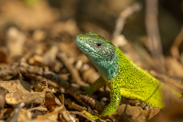 Lagarto verde europeo (Lacerta viridis) sentados en el suelo