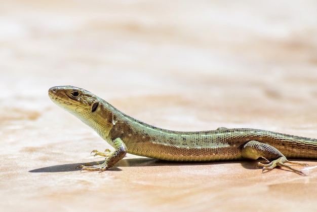 Lagarto verde feminino caminhando