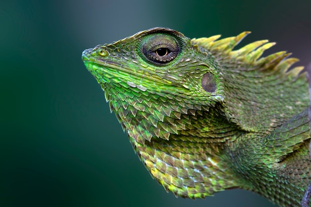 Lagarto verde con fondo borroso