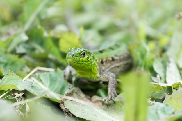 Lagarto verde en la hierba