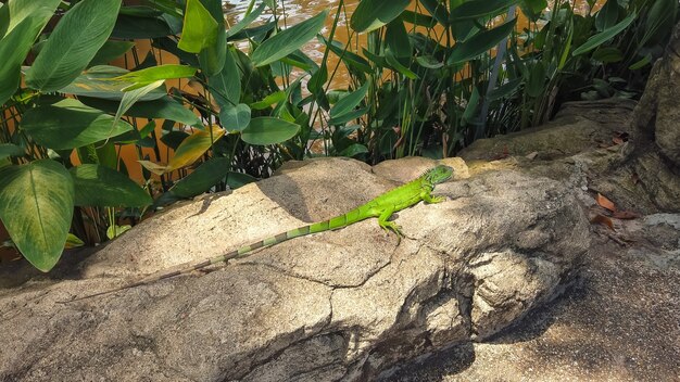 Lagarto verde iguana rastejando sobre pedras rochosas com rio no fundo. animais répteis no parque tropical.