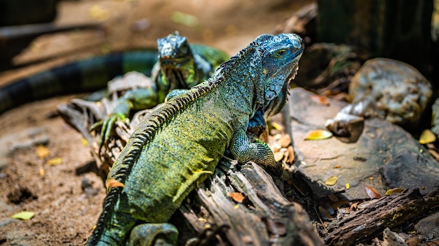 Lagarto verde de Iguana