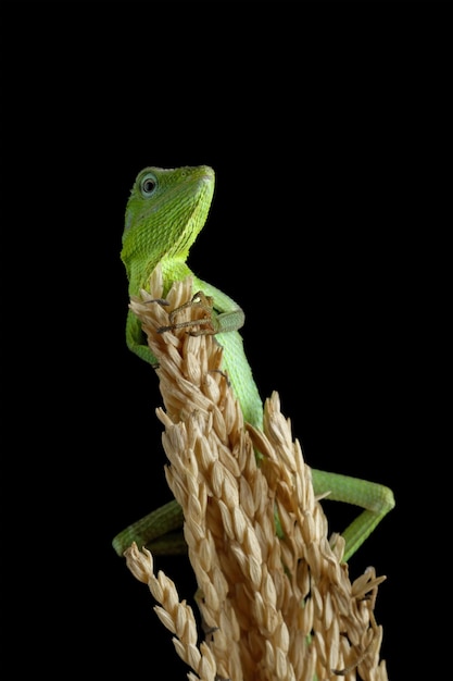 Lagarto verde Jubata sobre un fondo negro