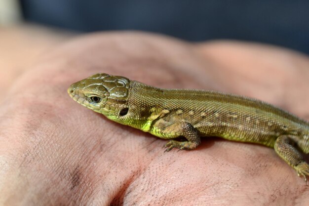 lagarto verde en una mano borrosa