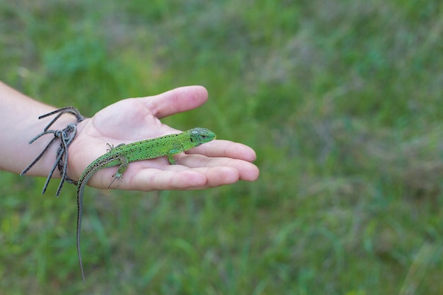 Lagarto verde na mão de perto